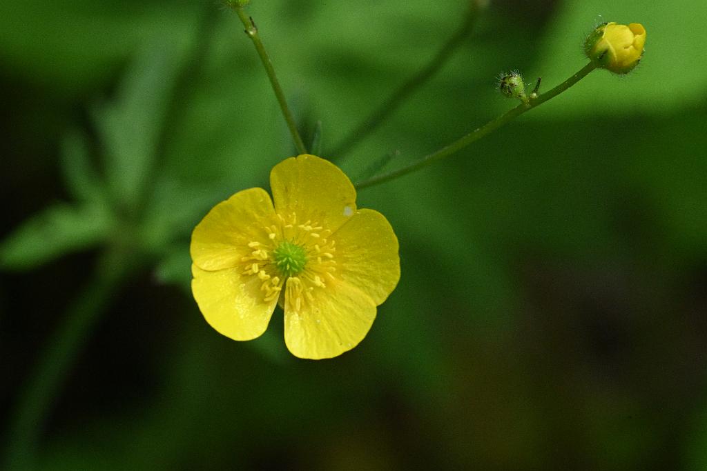 2025-06018817 Acton Arboretum, MA.JPG - Kidneyleaf Buttercup. Acton Arboretum, MA, 6-1-2025